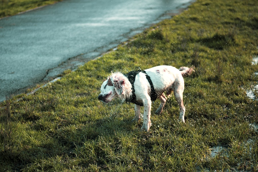 Springador Guide: The Springer Spaniel Lab Cross Explained