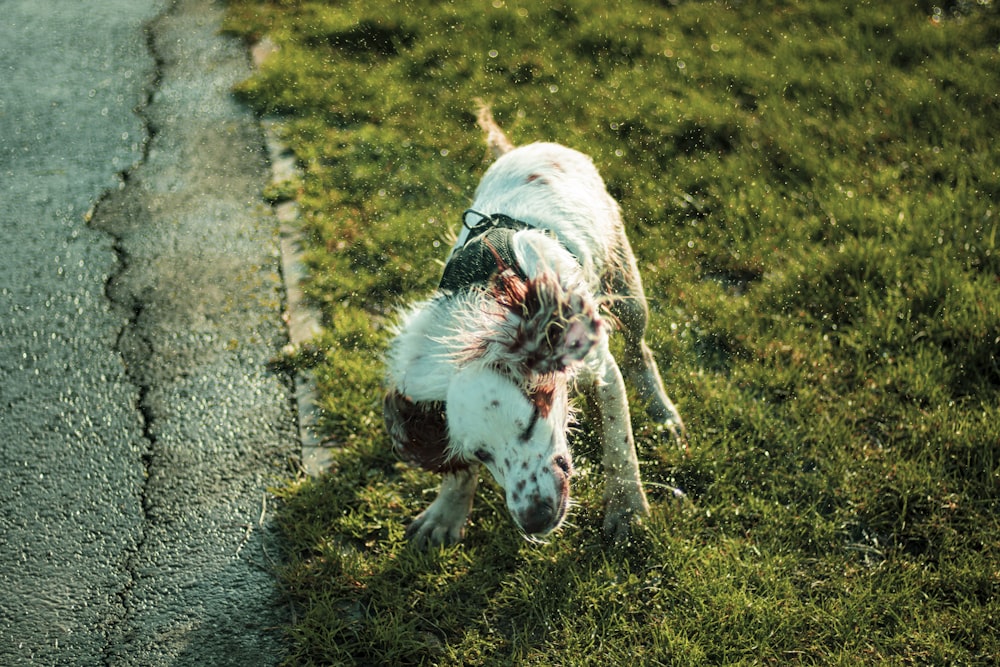 white and brown short coated dog on green grass field during daytime