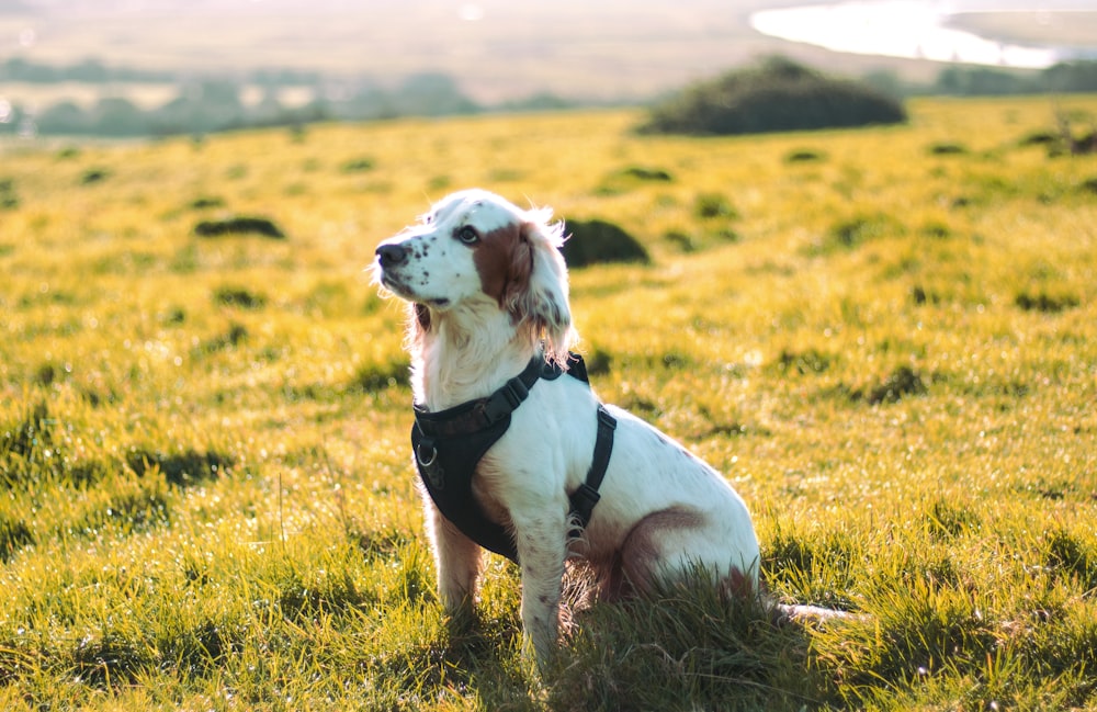 a dog that is sitting in the grass