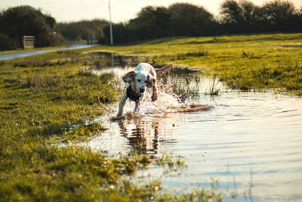 a dog running through a puddle of water