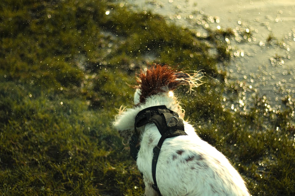 a white and black dog with a red mohawk