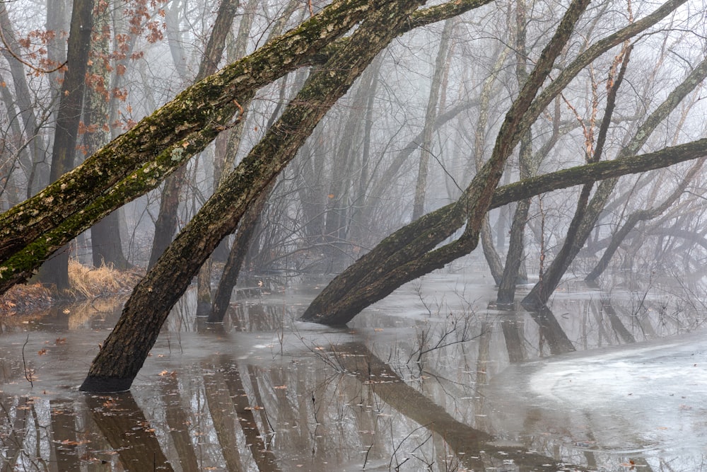 a flooded area with trees and water in the foreground