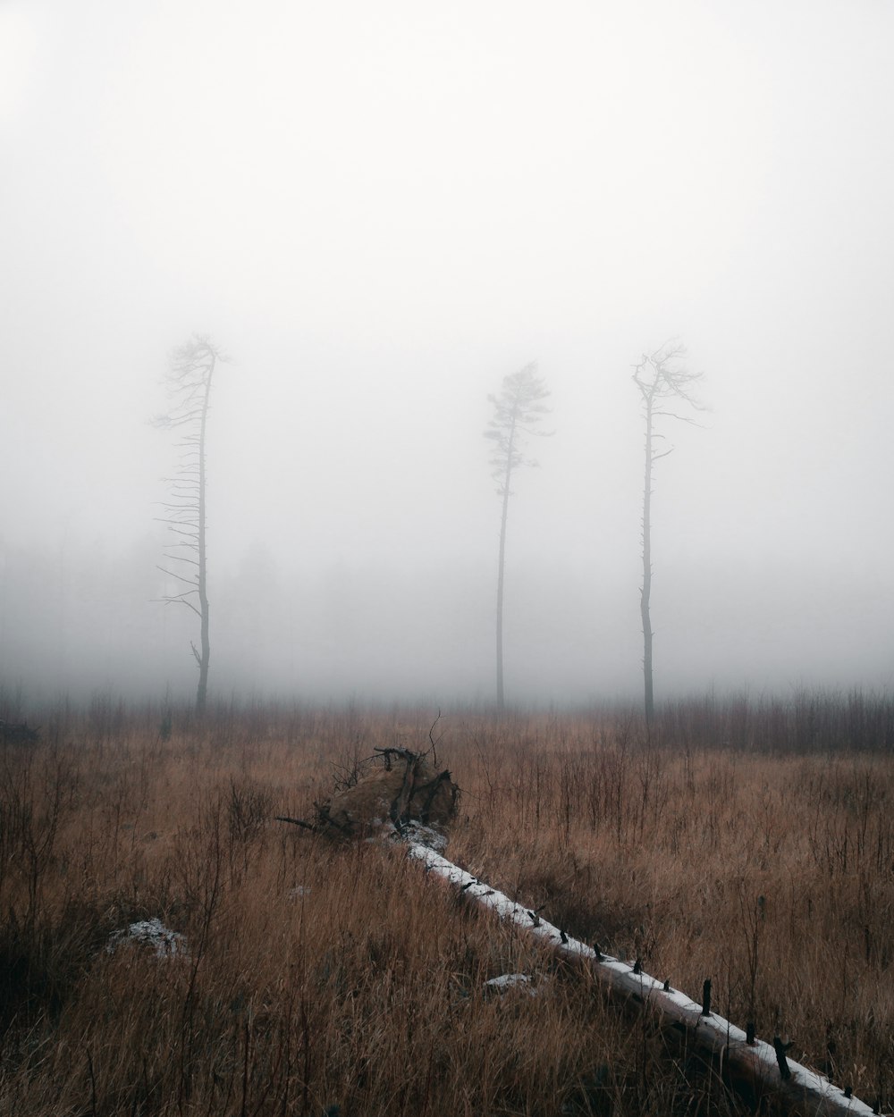 a foggy field with trees in the distance