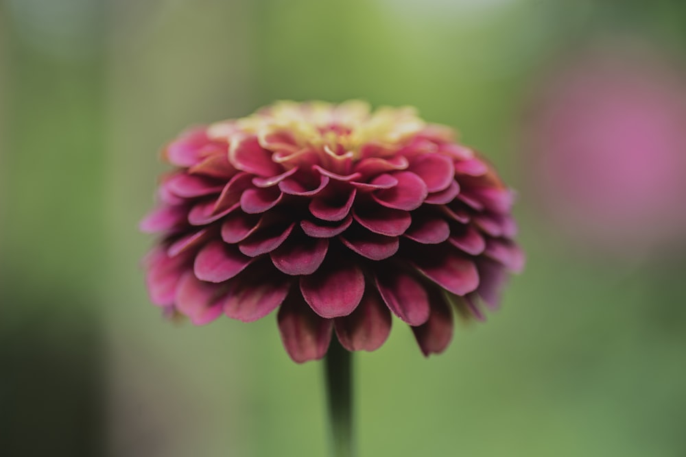 a close up of a flower with a blurry background