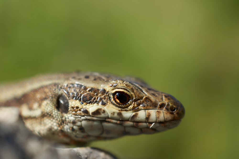 a close up of a lizard on a rock