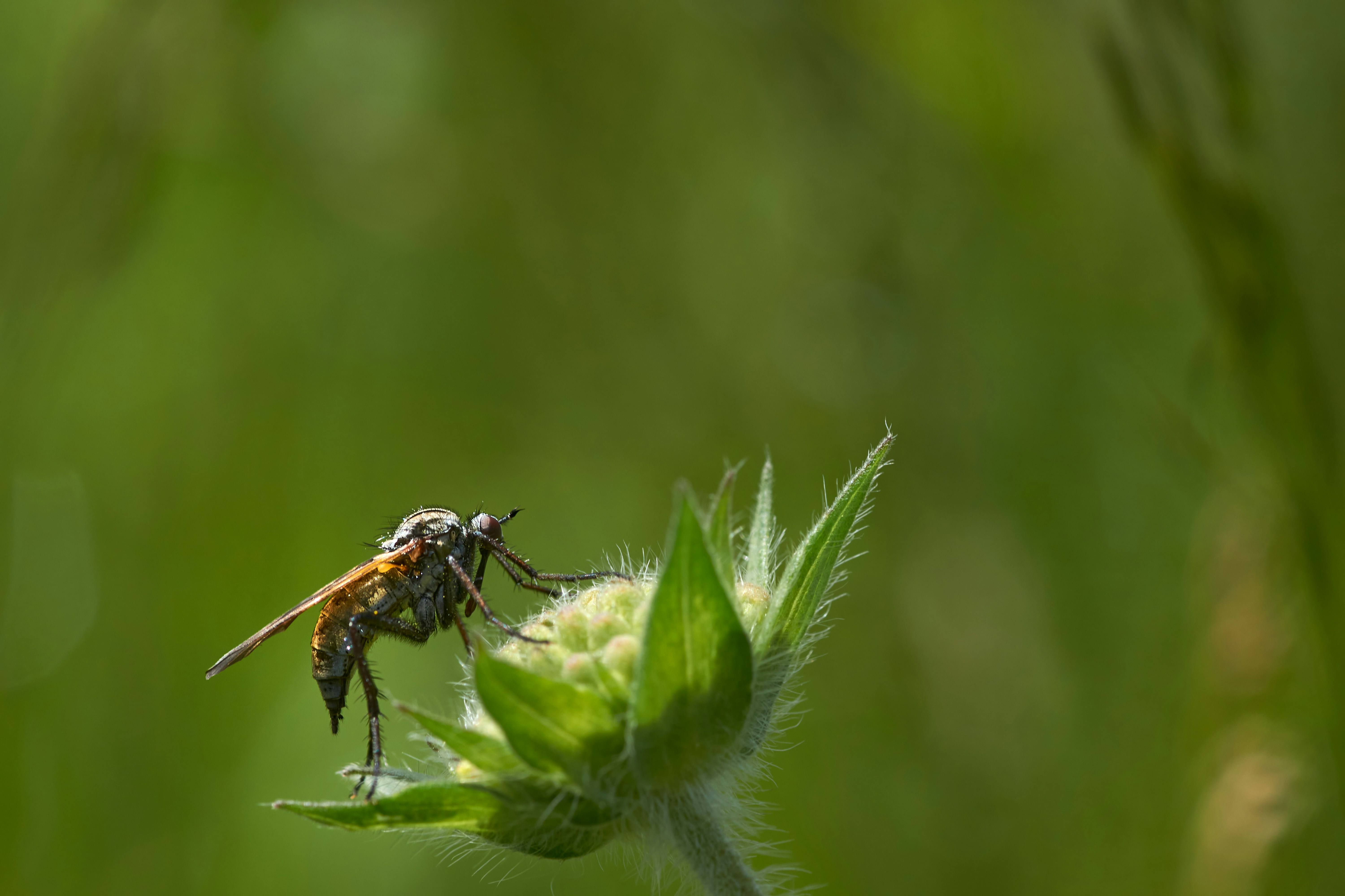 Photo by wolfgang_hasselmann