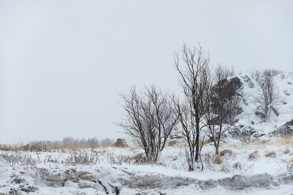 a snow covered field with trees and a mountain in the background