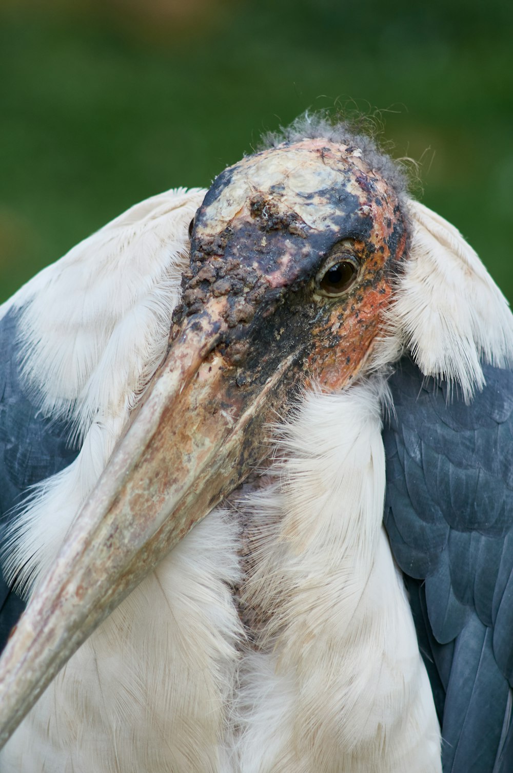 a close up of a bird with a very large beak