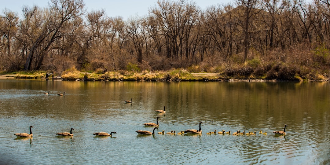 Which 4 hotels in Billings are most eco-friendly?