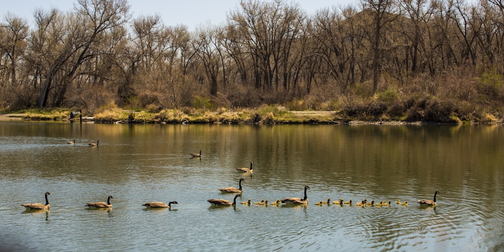 a flock of ducks floating on top of a lake