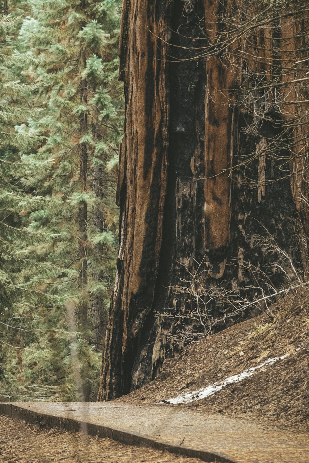 brown tree trunk on brown soil