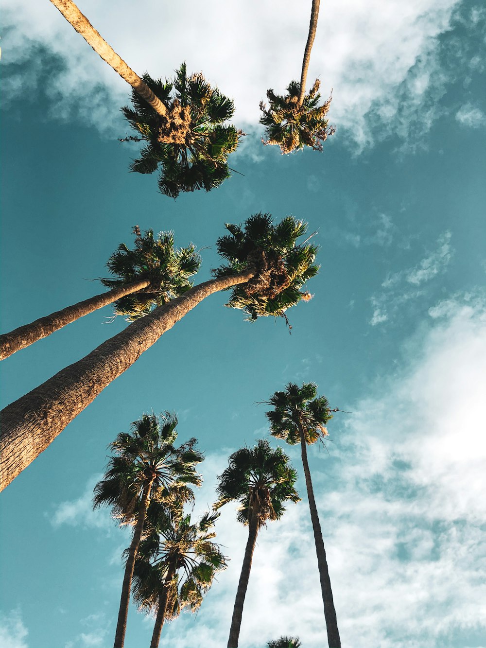 green palm trees under blue sky during daytime