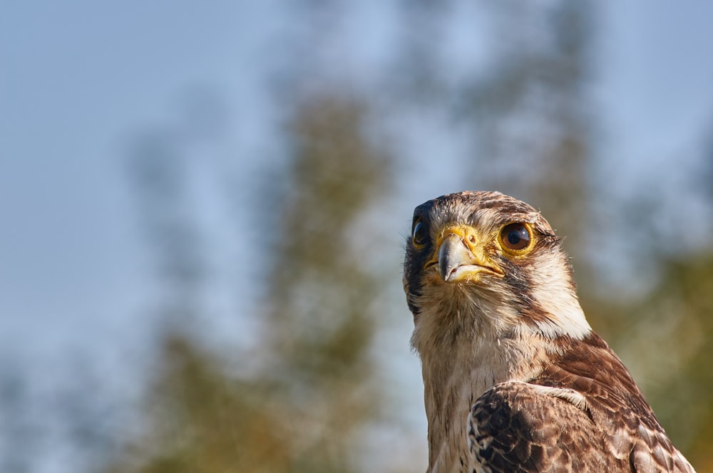 a close up of a bird of prey with trees in the background