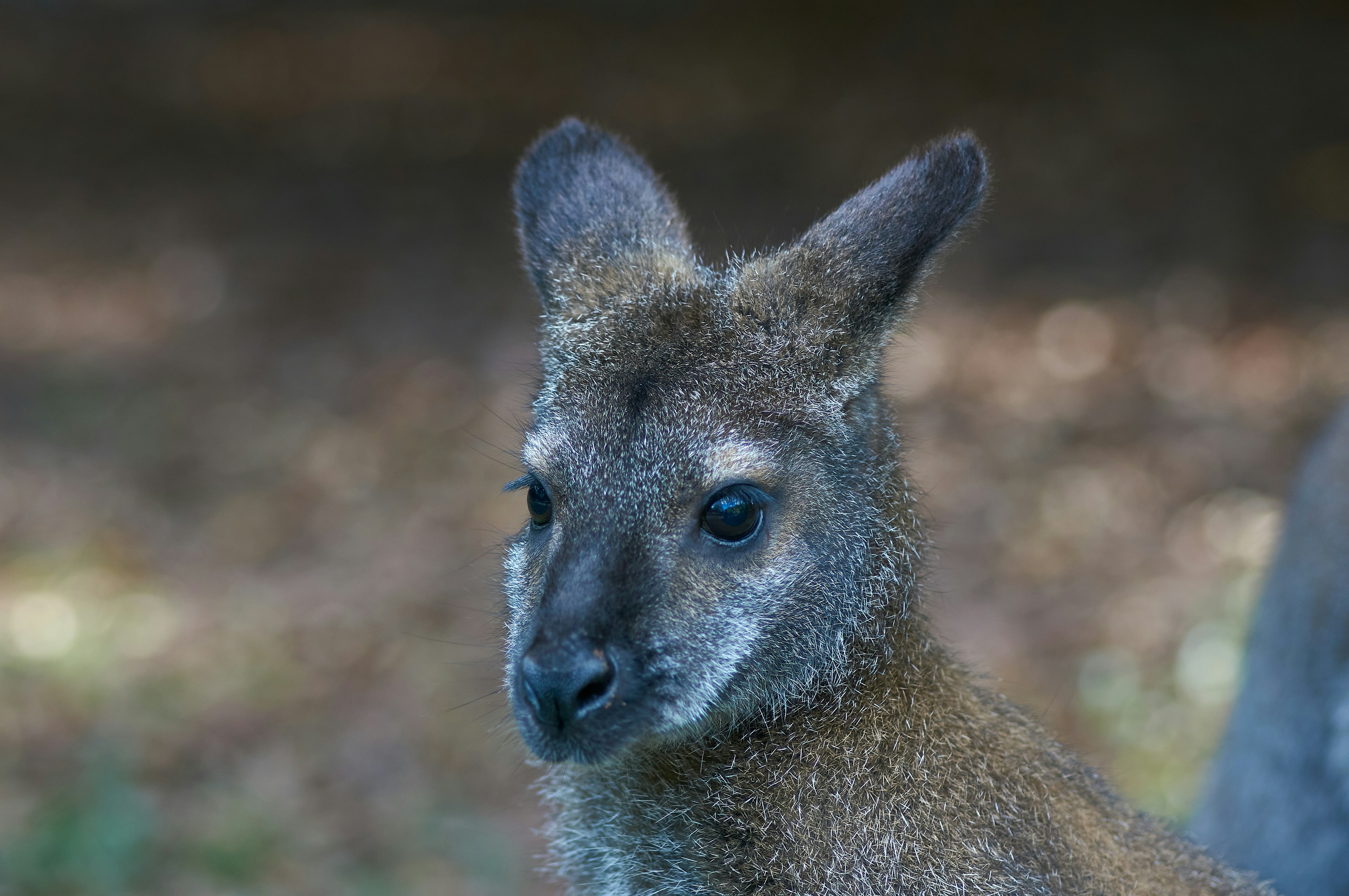 Photo by wolfgang_hasselmann