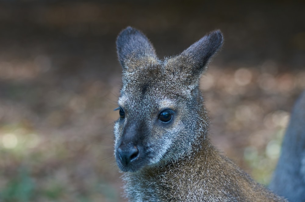 a close up of a kangaroo with a blurry background