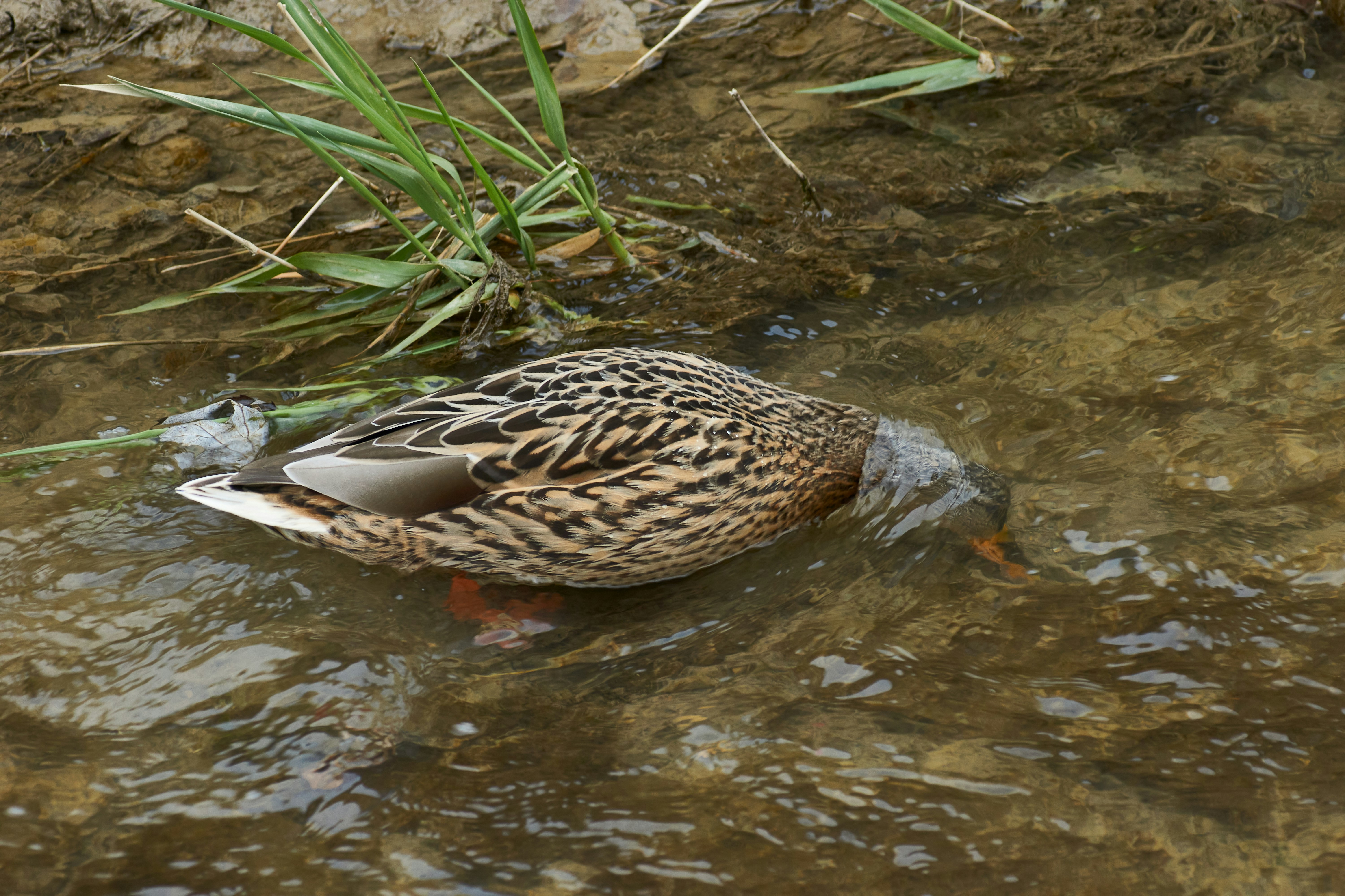 Photo by wolfgang_hasselmann