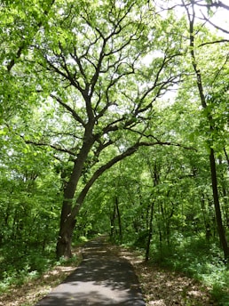 A serene landscape with a winding path through a lush green forest, symbolizing life's journey.