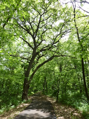 A serene rainforest scene with lush greenery and a winding path.