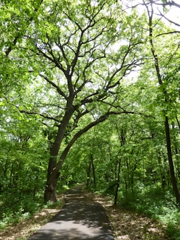 A serene forest scene with a winding paved path surrounded by lush green trees. The branches of the trees form a dense canopy, creating a play of light and shadow on the path below. The vibrant green foliage suggests a verdant and tranquil environment.