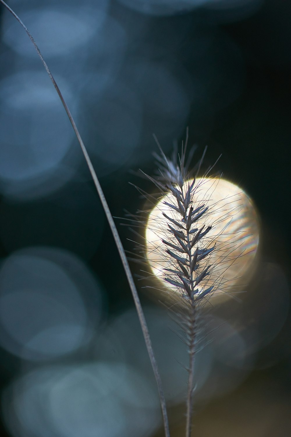 a close up of a plant with a blurry background