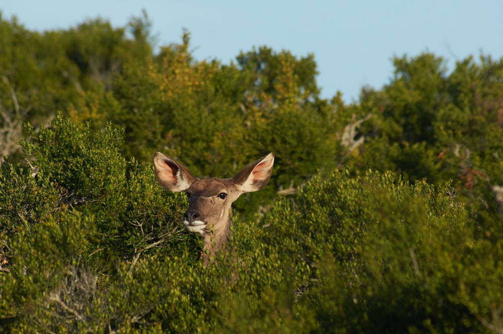a deer is peeking out from the trees