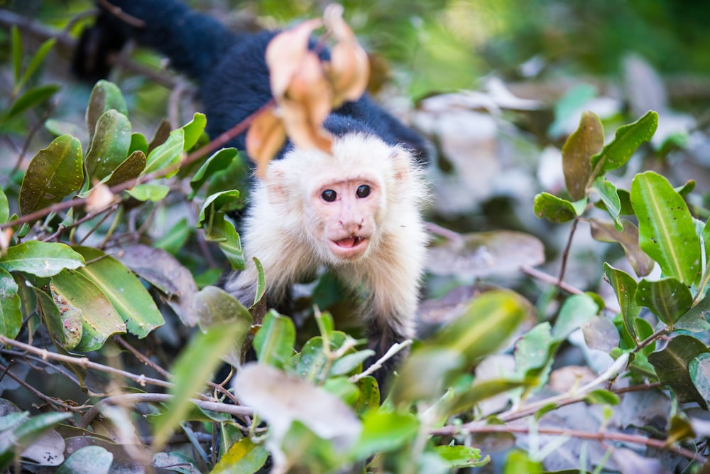 black and white monkey on green leaves during daytime