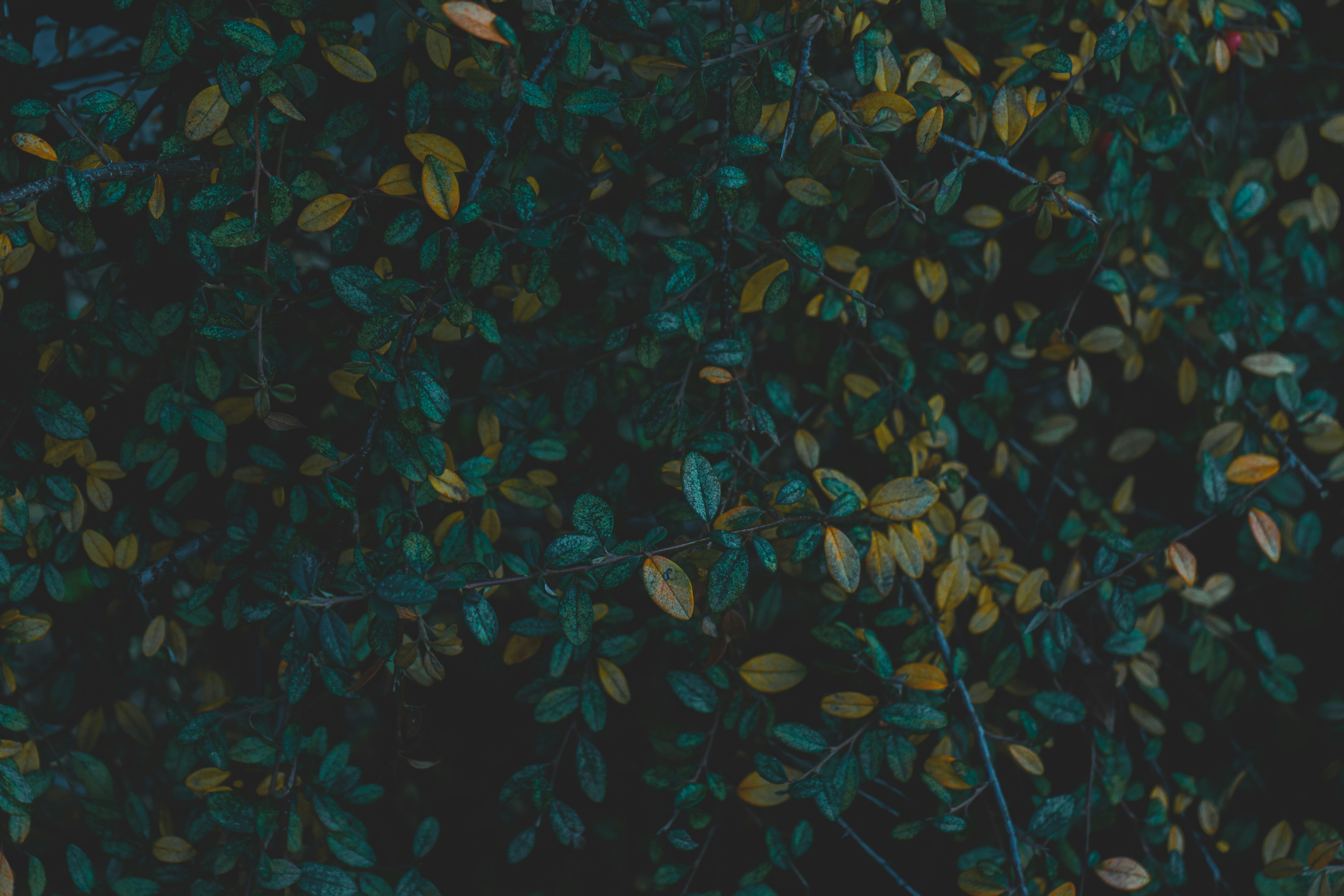 Photo by rosurazvi1995