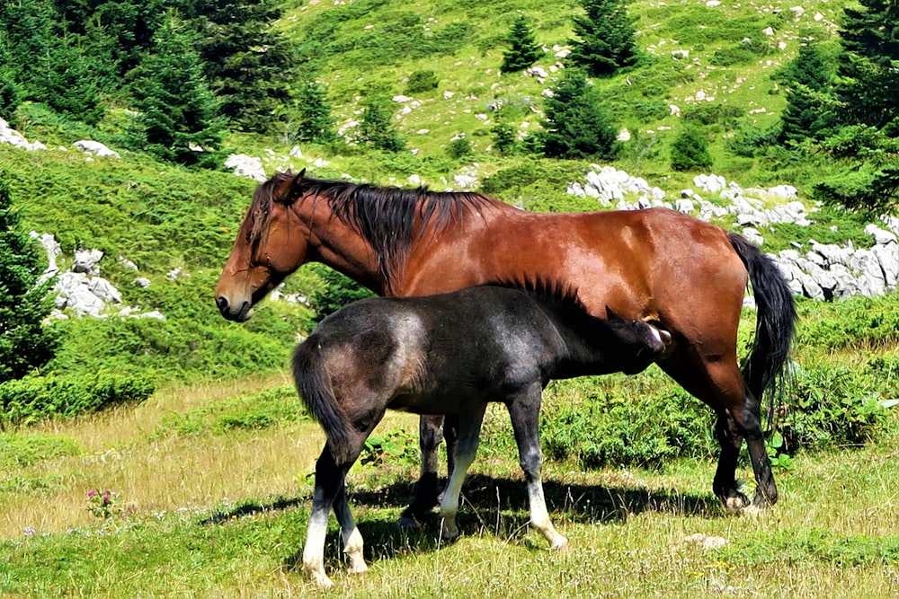 Caballo marrón y negro en el campo de hierba verde durante el día