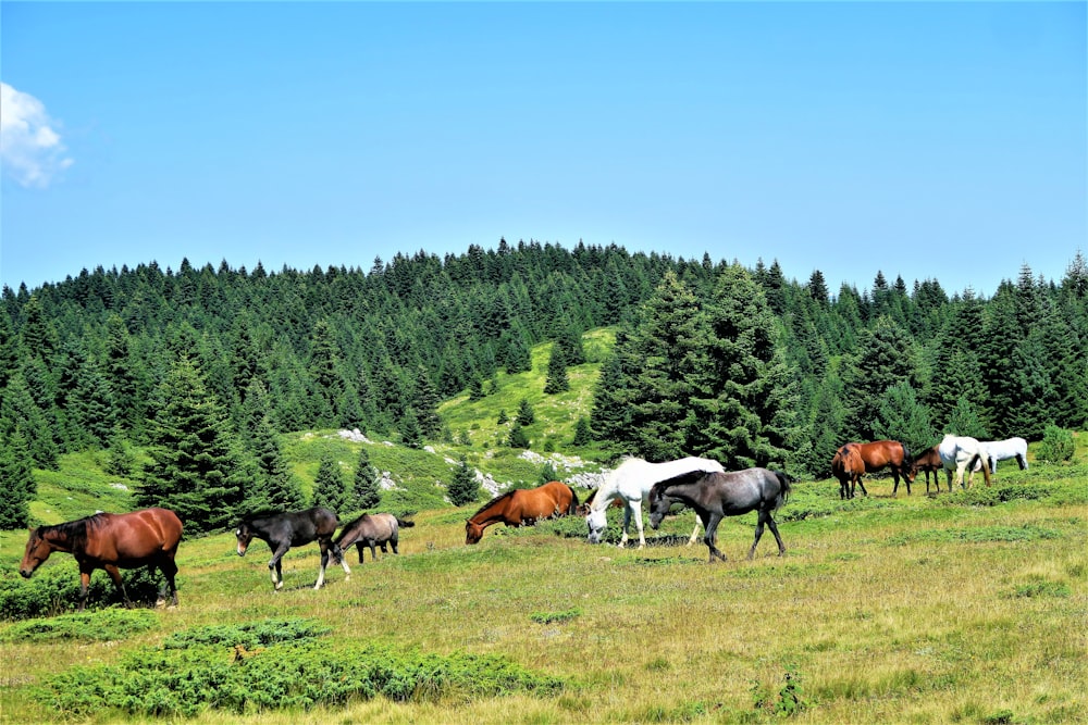 mandria di cavalli sul campo di erba verde durante il giorno