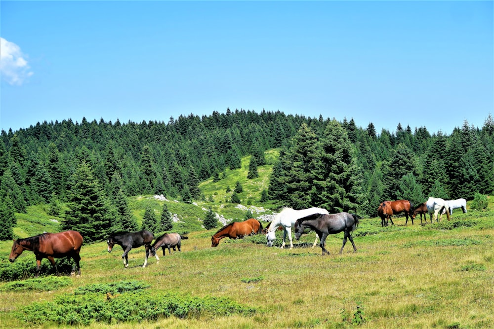 Manada de caballos en el campo de hierba verde durante el día