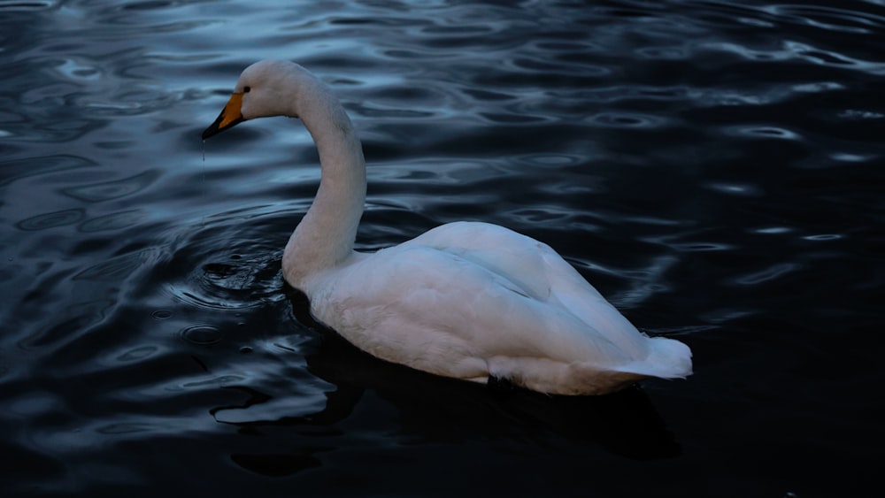 a white swan floating on top of a body of water