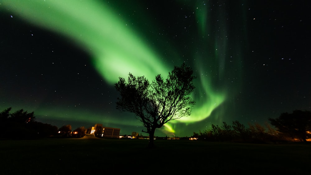 Un árbol con una luz verde en el cielo