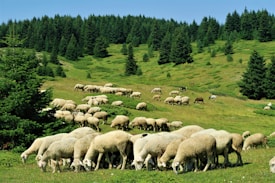 A lush green pasture occupies the foreground, filled with numerous sheep grazing peacefully. The landscape continues with rolling hills adorned with dense, vibrant green trees that form a dense forest backdrop. The bright blue sky complements the scene, delivering a fresh and serene atmosphere.