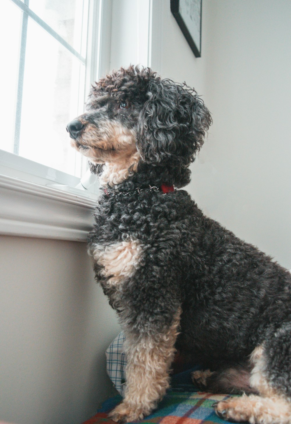 black and brown long coated dog