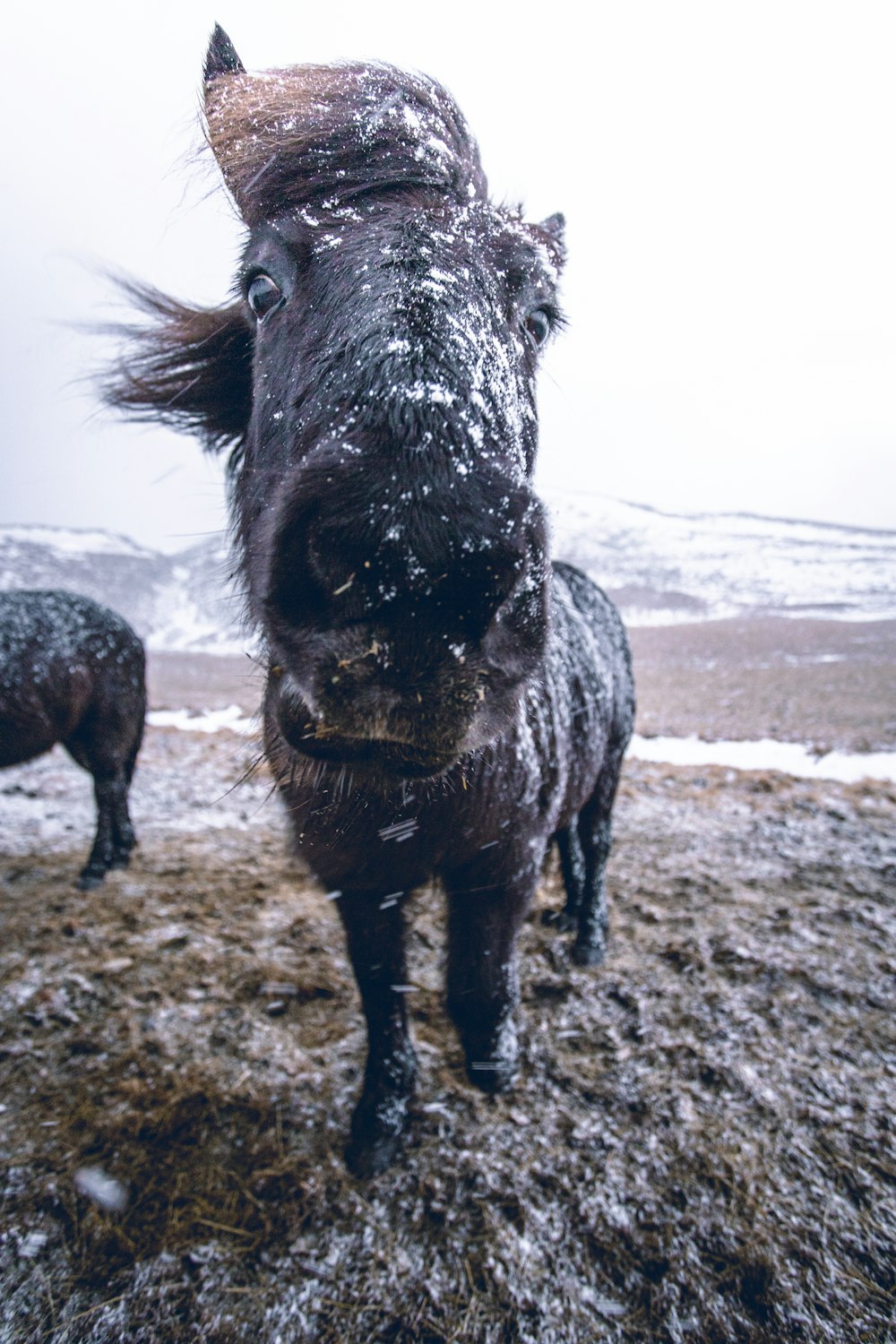 a black horse standing on top of a snow covered field