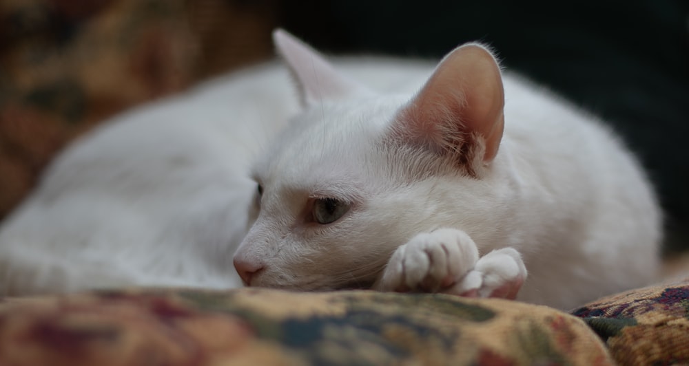 a white cat laying on top of a couch