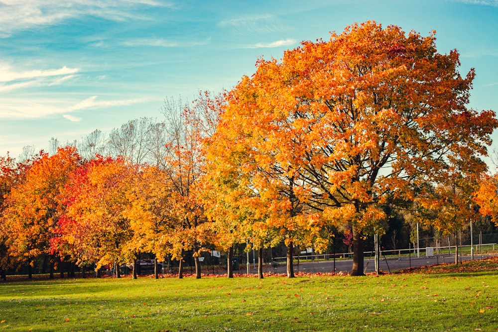 brown trees on green grass field under blue sky during daytime