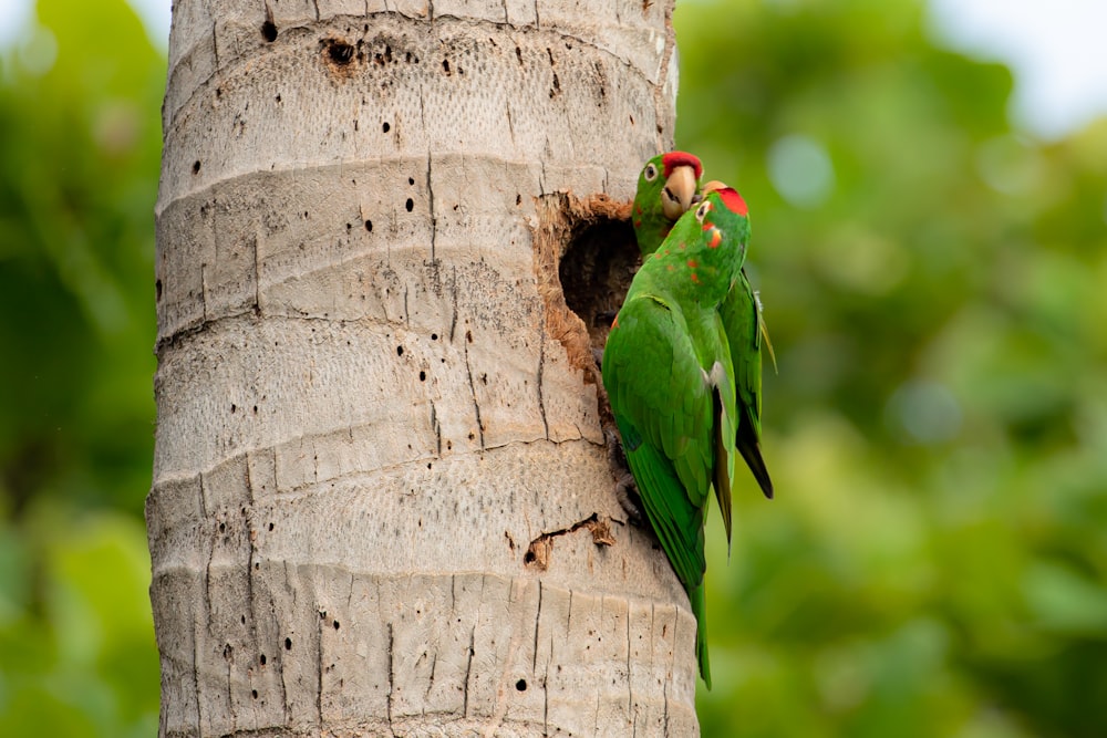 green and red bird on brown tree trunk
