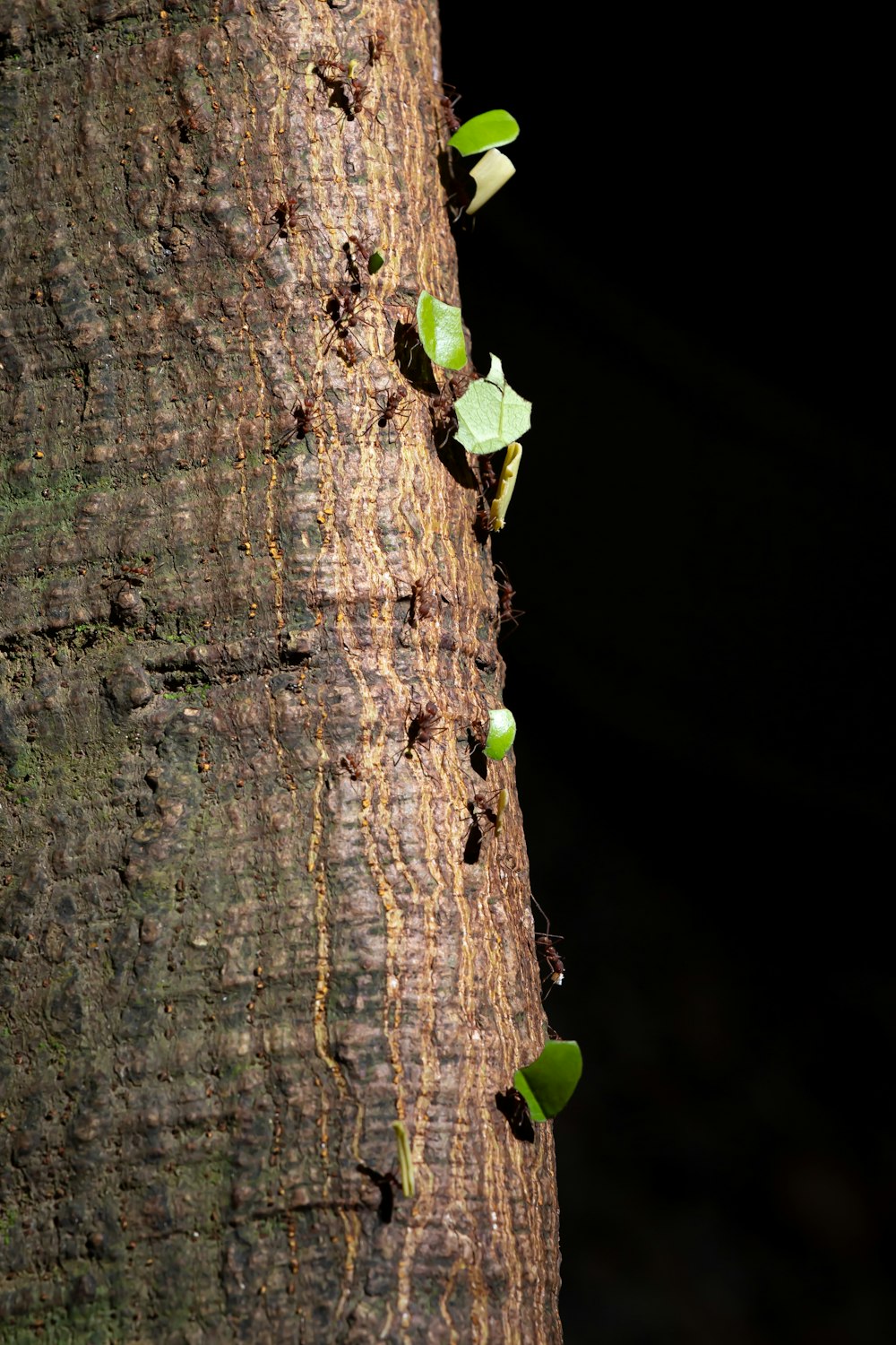 fruto verde no tronco marrom da árvore