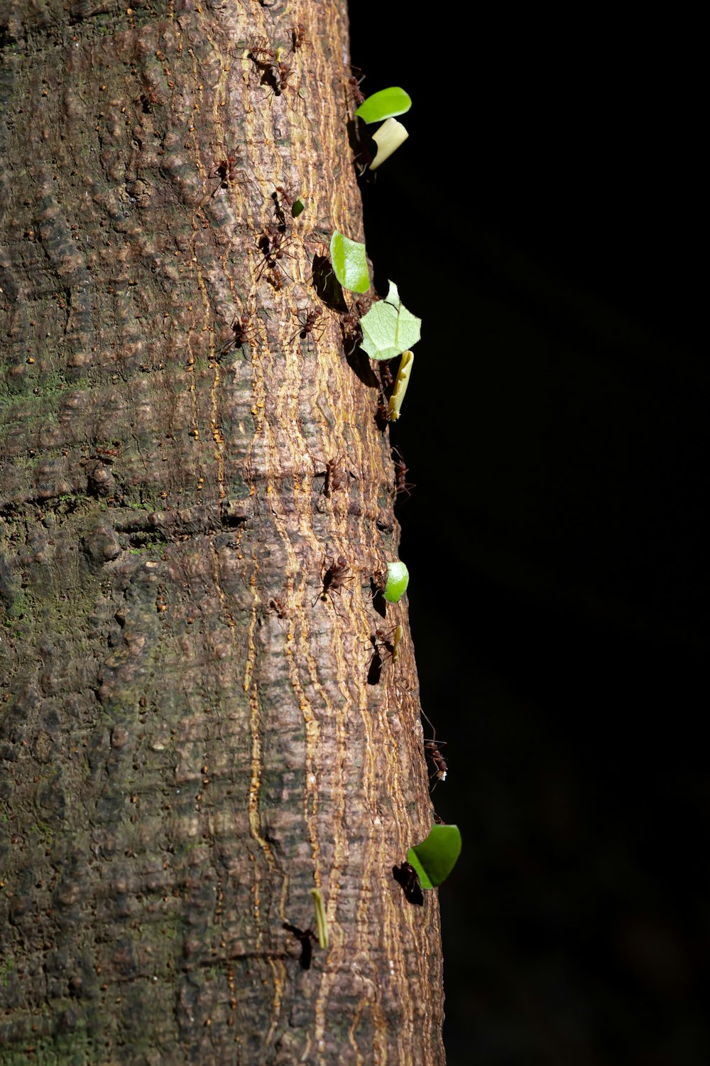 Fruto verde en tronco de árbol marrón