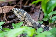 black and brown lizard on brown wood