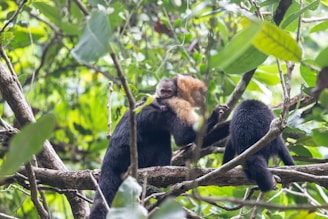 A pair of monkeys is perched on a tree branch surrounded by dense green foliage. One monkey has a light face and carries a baby on its back, while the other monkey has its back turned and is darker in color.