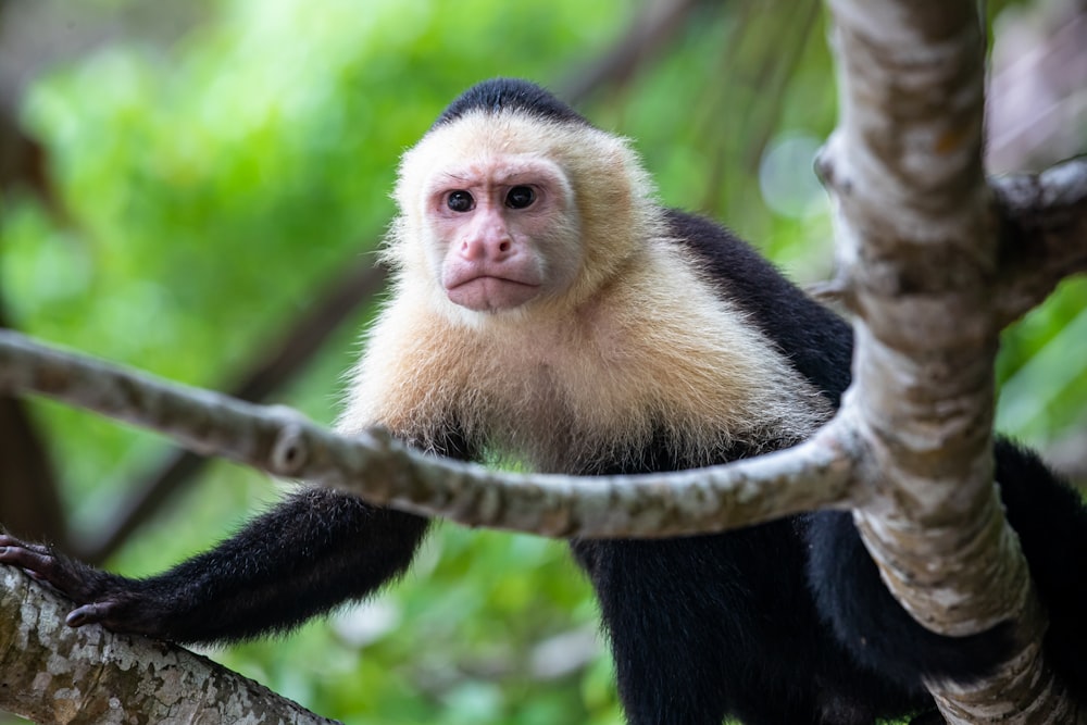macaco preto e branco no galho marrom da árvore durante o dia