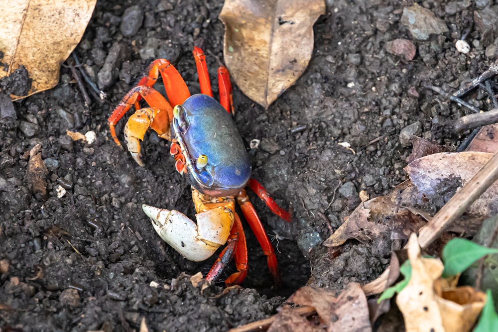 Blaue und orangefarbene Krabbe auf schwarzer Erde
