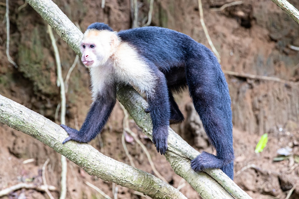 singe noir et blanc sur branche d’arbre