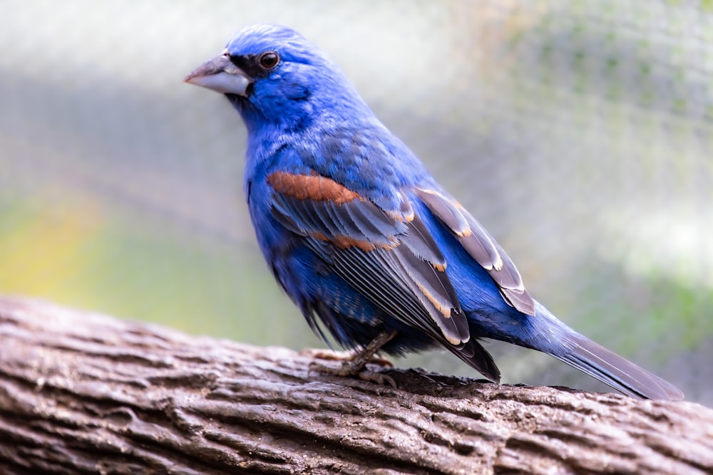 blue bird on brown tree branch during daytime