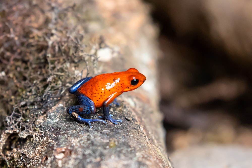 red and blue frog on brown rock