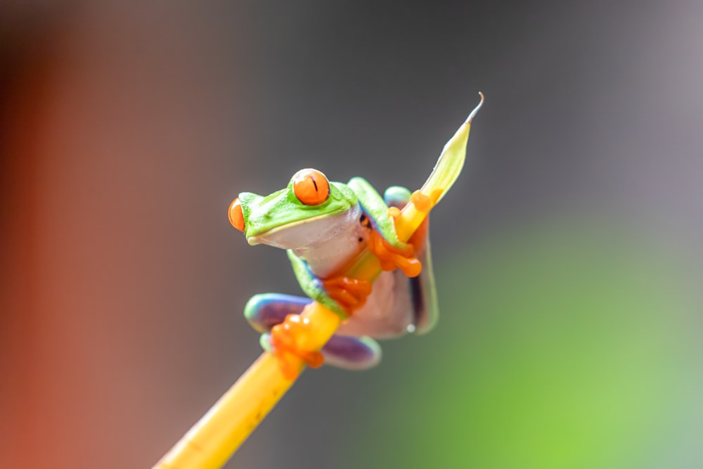 grüner Frosch auf gelbem Stock