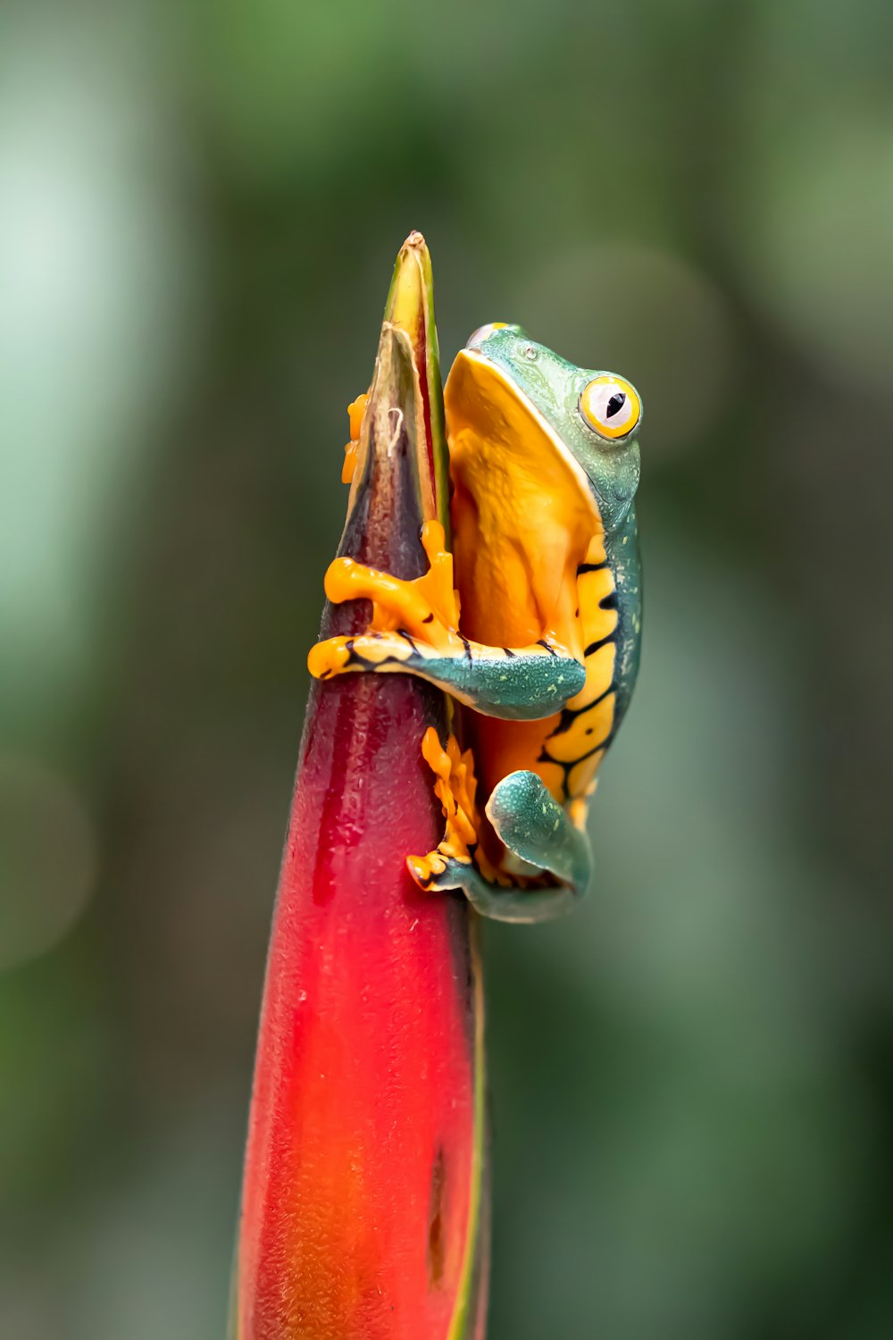 yellow frog on red metal bar