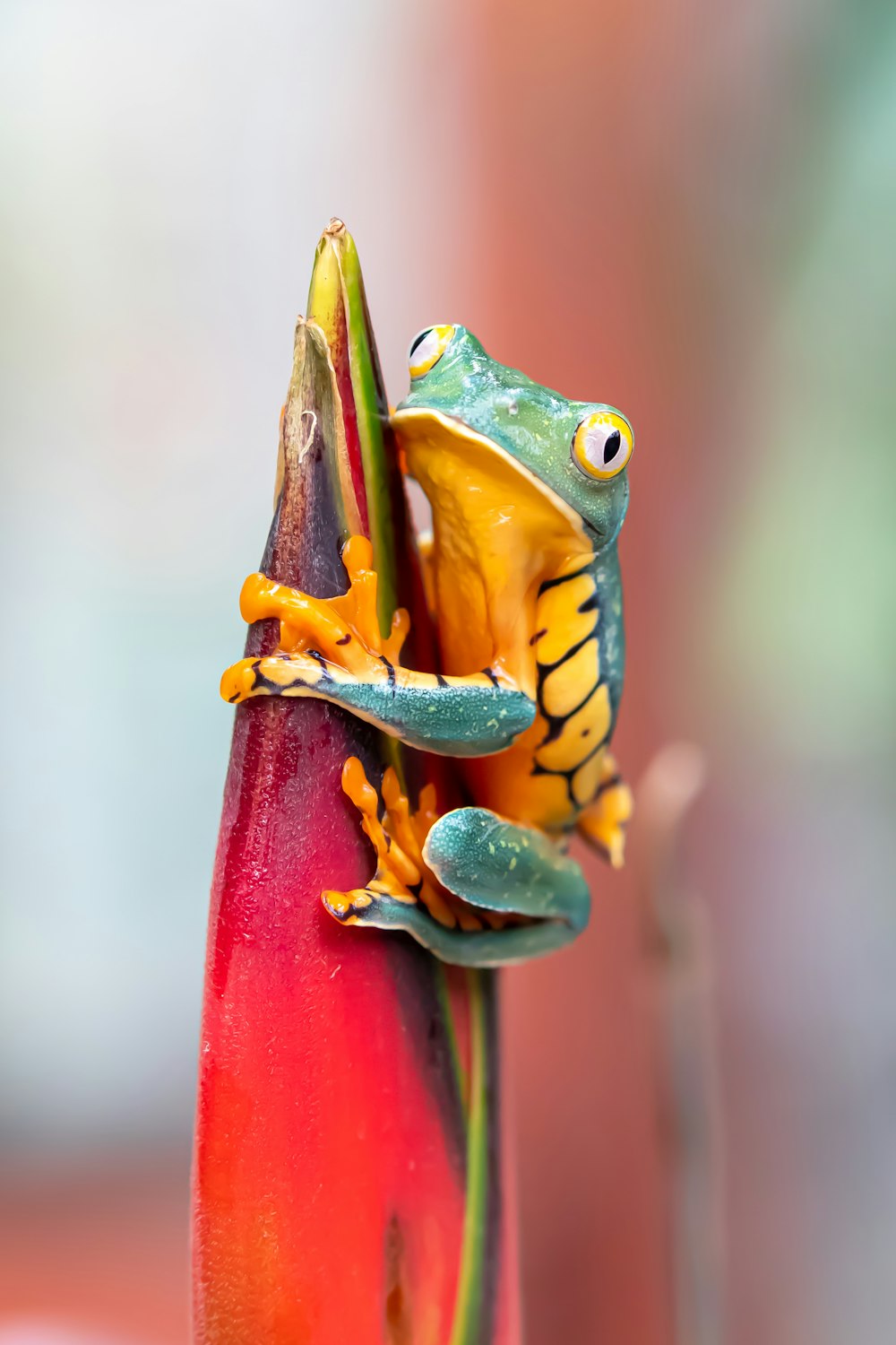 grüner Frosch auf rotem Pfosten